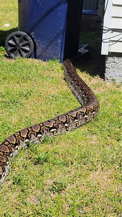 Image result for 30 FT Reticulated Python