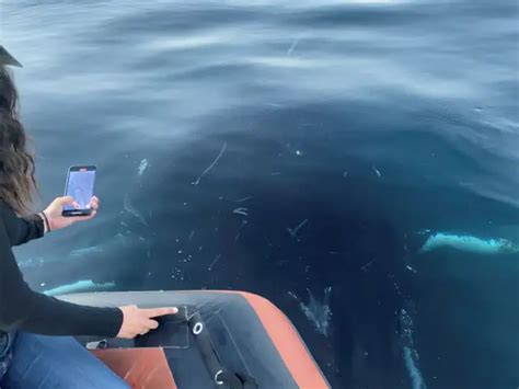 Cell structure - Scientists may have found the cure for cancer in ...