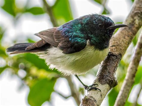 Amani Sunbird - eBird