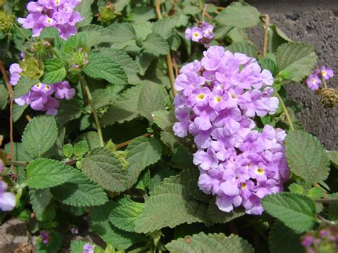 Tips To Grow Lantana Montevidensis