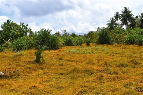 Image result for Ontong Java Island