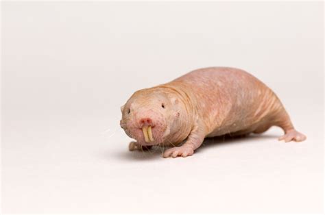 Naked Mole Rat | RARE: Creatures of the Photo Ark | Official Site | PBS