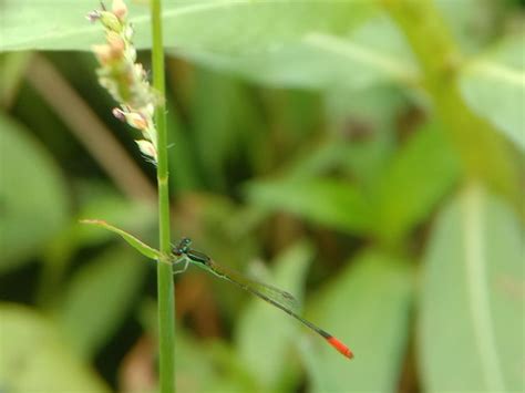 Premium Photo | Close-up of dragonfly on plant