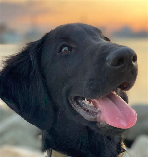 Pet Gallery Broad River Animal Hospital