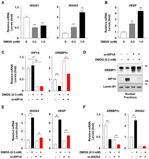 Dimethyloxalylglycine Suppresses SREBP1c and Lipogenic Gene Expressions ...