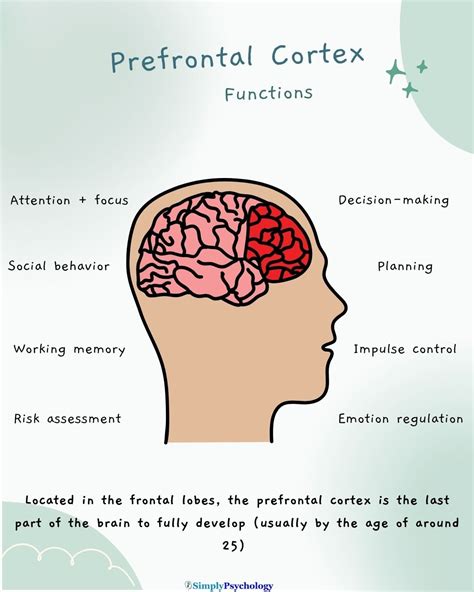 Image result for Prefrontal Cortex Front Perspective