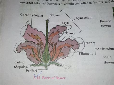 a neat labelled diagram of bisexual flowers - Brainly.in