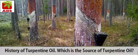What is Turpentine Oil Used For Food & More | AOS Blog