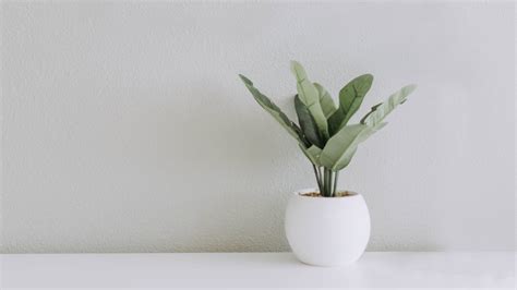 Download White Minimalist Plant Aesthetic Wallpaper | Wallpapers.com