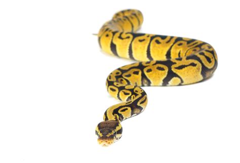 White Ball Python 的图像结果