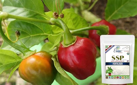 Erwon Single Super Phosphate Fertilizer, Pure, Premium Powerful ...