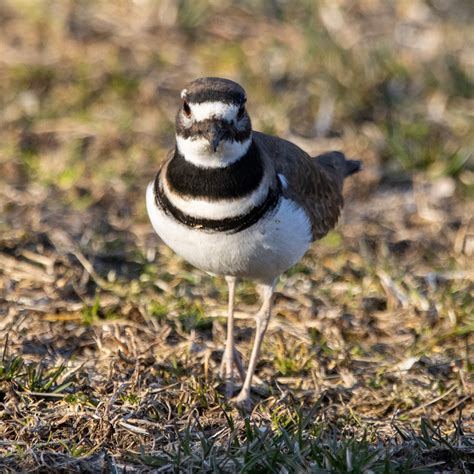 Killdeer name is based on the sound of their call; when called on to defend a nest, they'll try ...