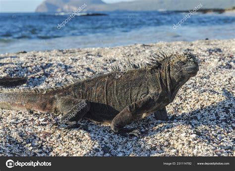 Marine Iguana Habitat - habitat of iguana
