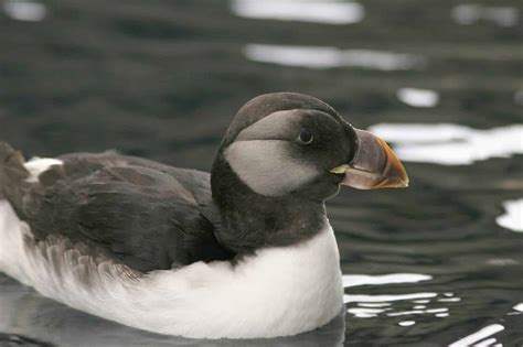 Puffins: The Best Places to See Them in Iceland | Hey Iceland blog