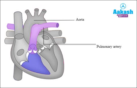 Human Heart in Biology: Definition, Types and Importance | AESL
