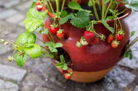 家里这么种草莓盆栽，一年四季都结果，好吃又好看！