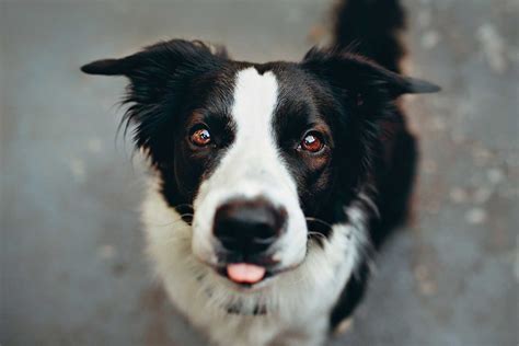 Canine Cancer: Mast Cell Tumors– What Are They And How Are They Treated ...