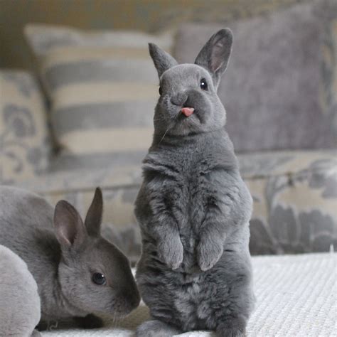 Grey Mini Rex Rabbits