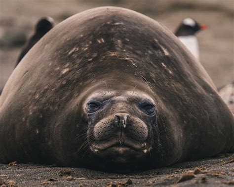 9 Fascinating Facts About Seals