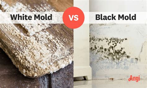 What’s the Difference Between White Mold and Black Mold? | Angi