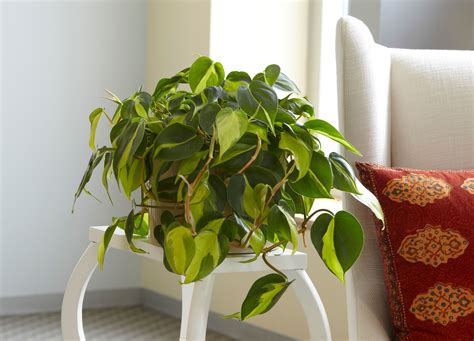 11 Fast-Growing Indoor Plants to Brighten Up Your Home