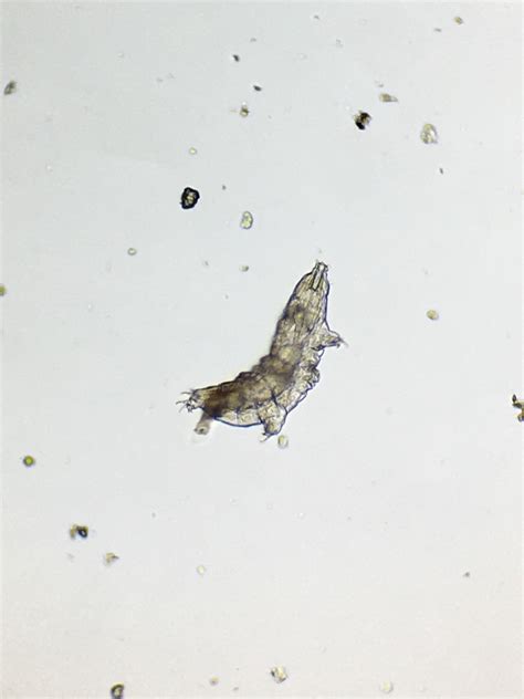 How to find a tardigrade at home under the microscope - Joyful Microbe