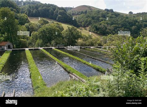 Image result for Trout Farming Methods