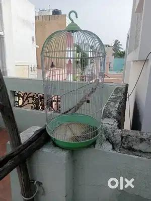 Birds cage - Pet Food & Accessories - 1828926553