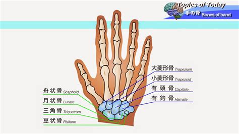 手根骨 に対する画像結果