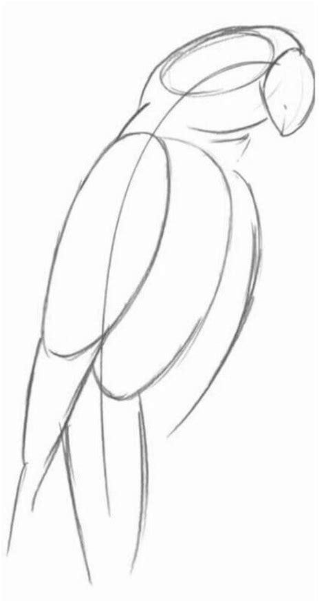 Image result for How Do You Draw a Parrot