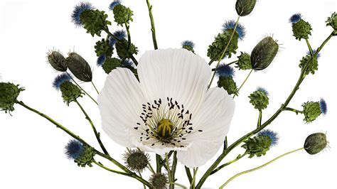 3D Bouquet Of White Wild Flowers Poppy Thistle Thorn 452 Model ...
