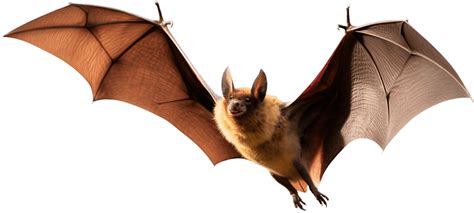 Image result for Bat Python Turtle