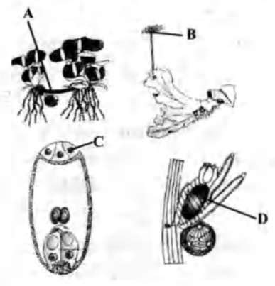 Examine the figures (A-D) given below and select the right option out ...