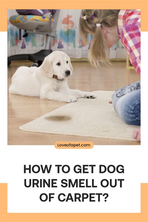 How To Get Dog Pee Smell Out Of Blanket at Zelma Harvey blog