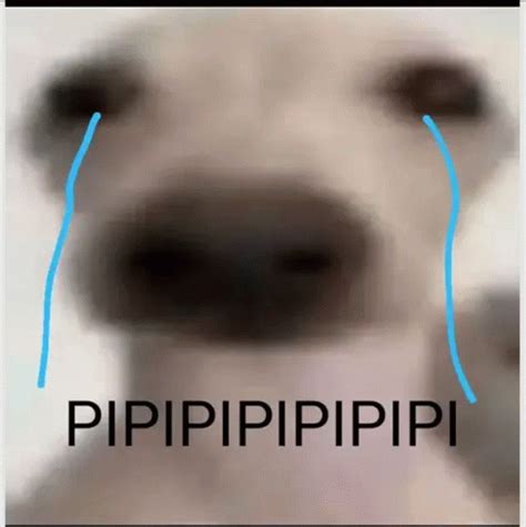 Image result for Pipapi