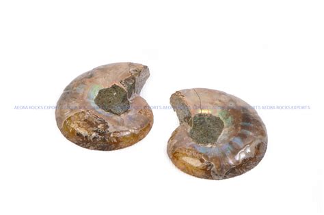 Ammonite Pair | Buy Ammonite Pair – AEORA ROCKS INDIA -Healing Crystals ...