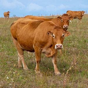 Inflammation, Cracks & Wounds in Cows & Buffaloes – Goel Vet Pharma