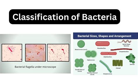 Bacteriology- Microbiology Note