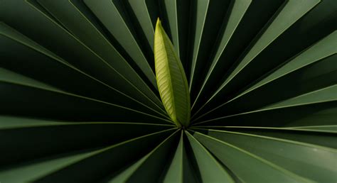 Adaptive Cycle Mapping → Term