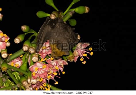 371 Bat Pollination Royalty-Free Images, Stock Photos & Pictures | Shutterstock
