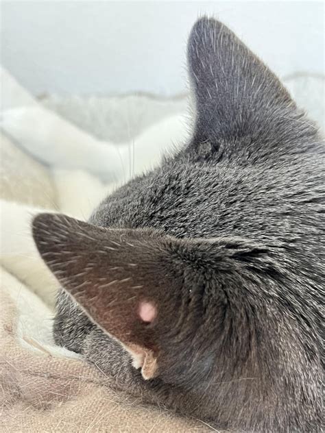Bump on cat’s ear : r/cats