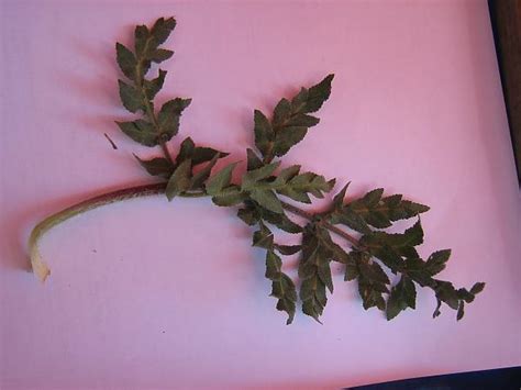 kaymacık (Opopanax hispidus) sarıot veya kaymakotu - agaclar.net