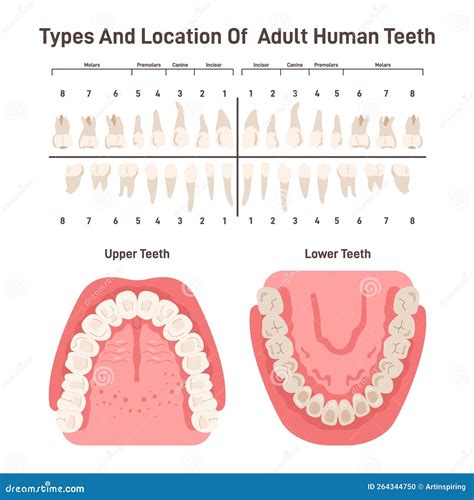 Types and Location of Adult Human Teeth. Oral Cavity, Human Dental ...