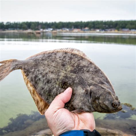 Petrale Sole Recipes