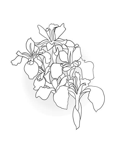 Tennessee State Flower Coloring Sheet