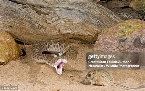 Image result for Quit Python
