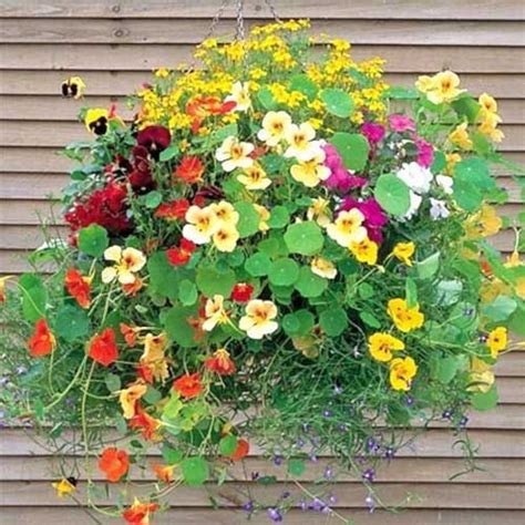 Nasturtium Mix Jewel of Africa Seeds – Climbing Edible Blooms for ...