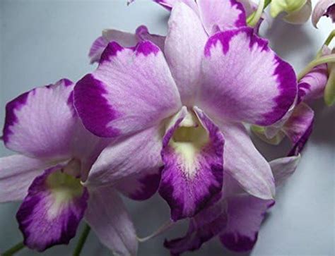 Dendrobium king Red Star Live Orchid Plant : Amazon.in: Garden & Outdoors