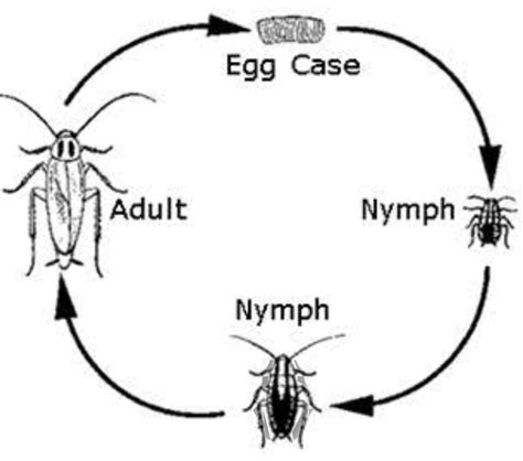 draw a life cycle of Cockroach - Brainly.in