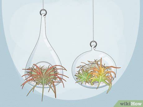 How to Display Air Plants On MDF 的图像结果